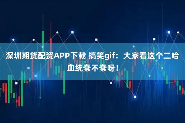 深圳期货配资APP下载 搞笑gif：大家看这个二哈血统蠢不蠢呀！